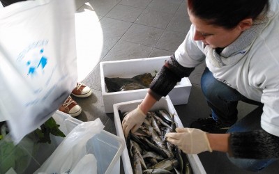 Liga Renascer em nova edição do “Mercado Solidário”